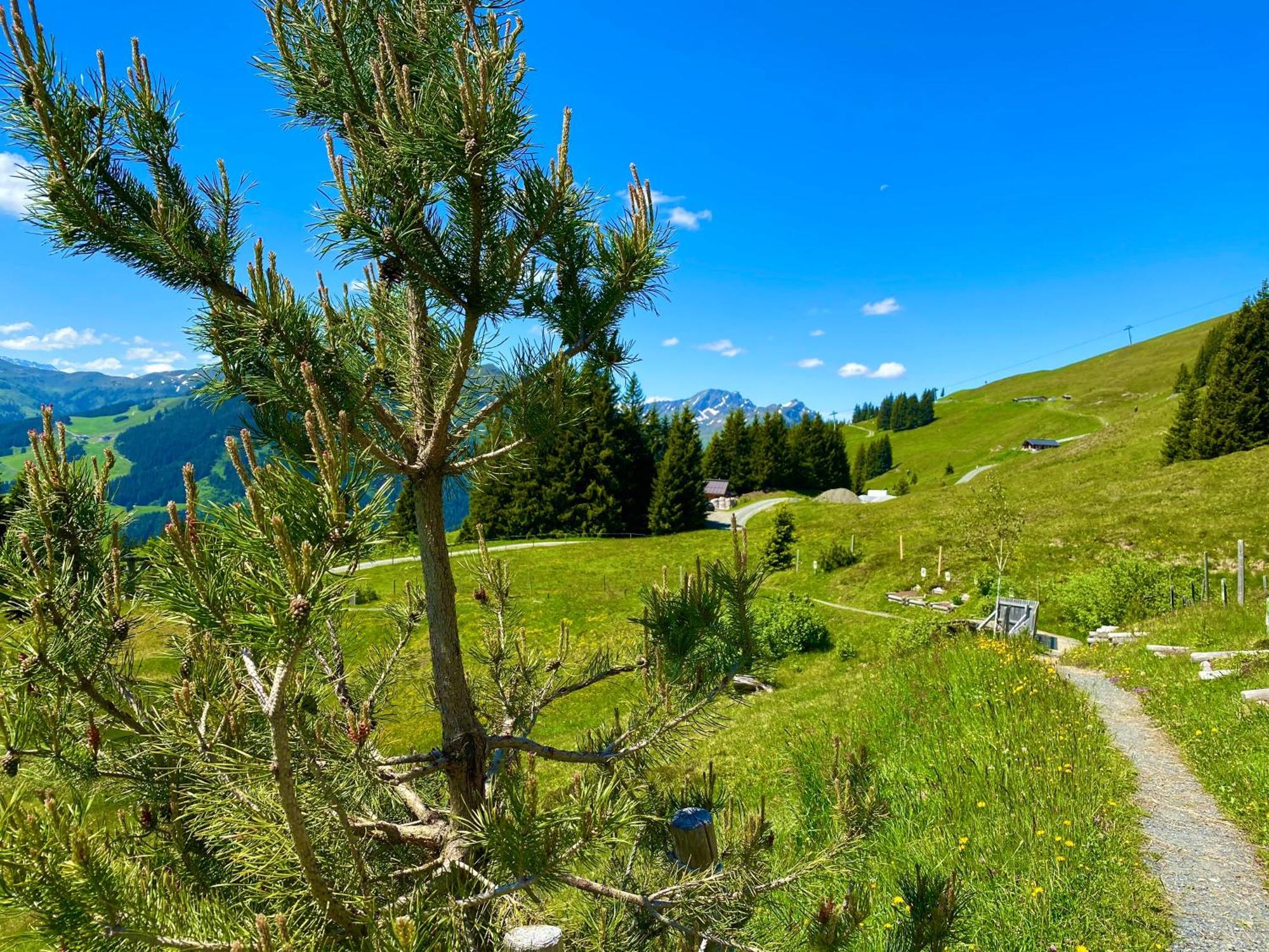 Alm Seasons Premium Chalet & Studios 萨尔巴赫 外观 照片